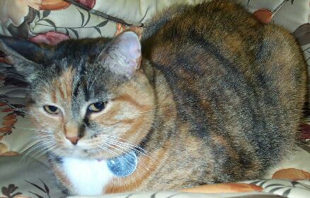 elliecat2.jpg (36666 bytes)